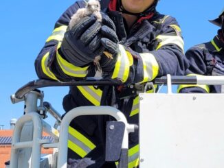 FW-M: Turmfalkenrettung auf der Feuerwache (Milbertshofen)