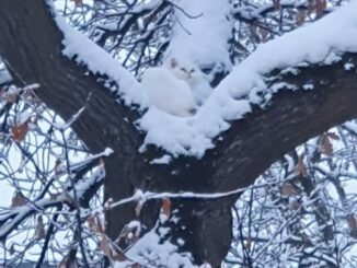 FW-M: Weiße Katze im verschneiten Baum (Allach)