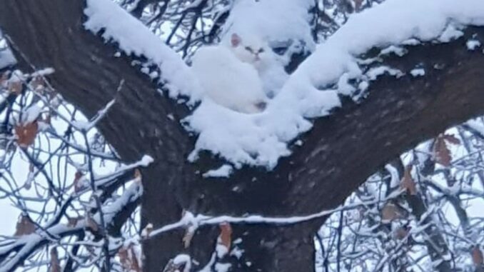 FW-M: Weiße Katze im verschneiten Baum (Allach)