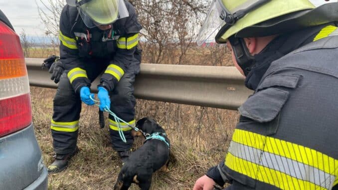FW Mainz: Einsatz auf der A60: Welpe verursacht Verkehrsunfall