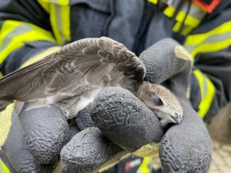 FW-OG: Mauersegler hängt hilflos aus seinem Nest - Zeugen reagieren goldrichtig