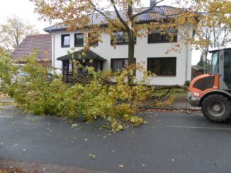 FW-ROW: Ast droht auf Straße zu fallen