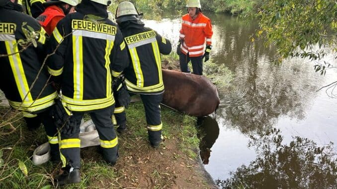 FW-ROW: Pferd aus misslicher Lage befreit