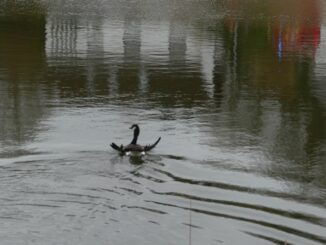 FW-ROW: Verletzte Wildgans mit Großaufgebot vom Heidesee gerettet