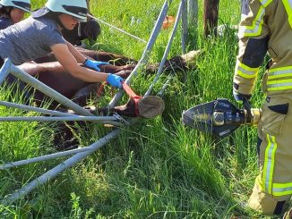 FW Rheurdt: Feuerwehr befreit eingeklemmtes Pferd aus Metall-Tor