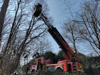 FW Sankt Augustin: Es gibt die Einsätze wirklich: Feuerwehr rettet Katze aus Baum