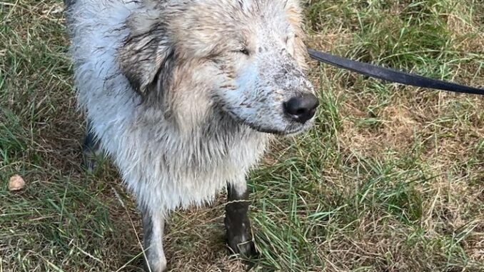 FW-Schermbeck: Hündin &quot;Frieda&quot; aus Schacht gerettet