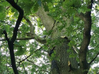 FW-Schermbeck: Katze in Baum