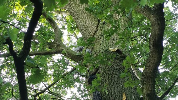 FW-Schermbeck: Katze in Baum