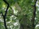 FW-Schermbeck: Katze in Baum