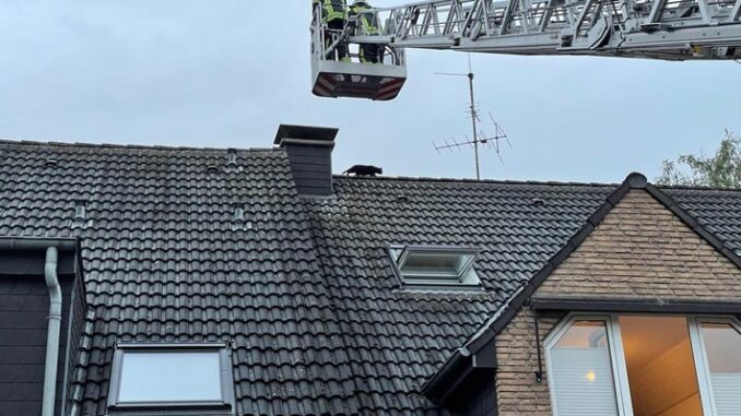 FW-Schermbeck: Katze in Not