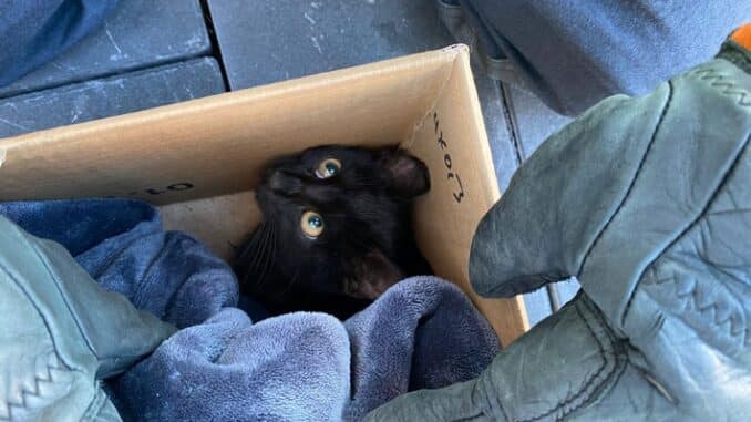 FW-Schermbeck: Katze in Wühlmausfalle