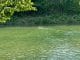 FW-Schermbeck: Reh in Wesel-Datteln-Kanal