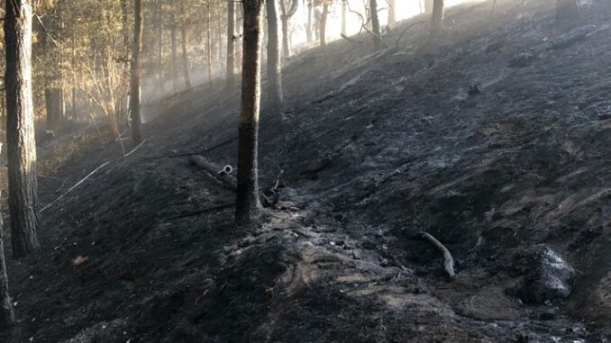 FW-Schermbeck: Waldbrand BAB 31/ B 224