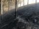 FW-Schermbeck: Waldbrand BAB 31/ B 224