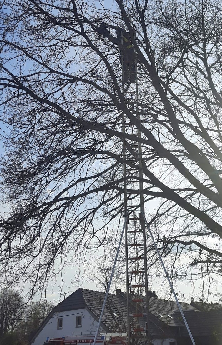FW Sonsbeck: Tier in Not - Katze auf Baum