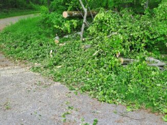 FW Stockach: Baum über Fahrbahn