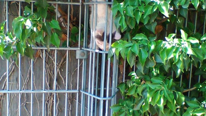 FW Stuttgart: Tierrettung - Katze aus Notlage befreit