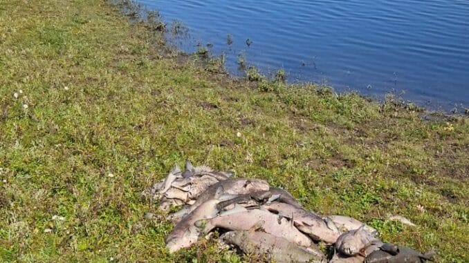 FW Xanten: Amtshilfe - Bergung von verendeten Fischen