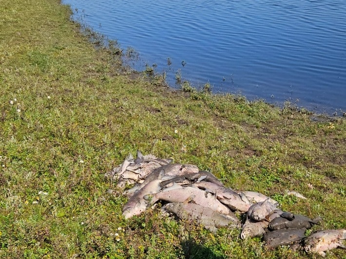 FW Xanten: Amtshilfe - Bergung von verendeten Fischen