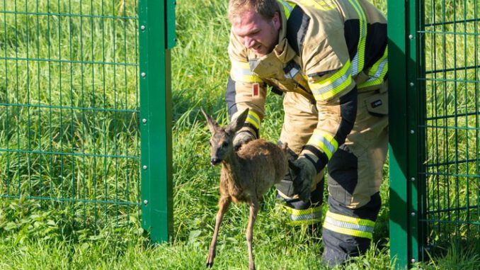 FW Xanten: Reh aus Klärbecken gerettet