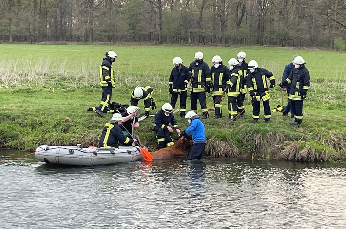 FF Goch: Kalbendes Hochlandrind droht zu ertrinken