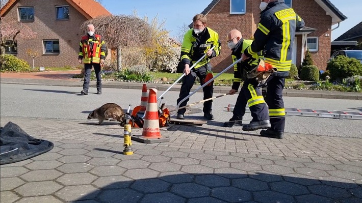 FW-HF: Feuerwehr Herford rettet Waschbären aus Kanalschacht
