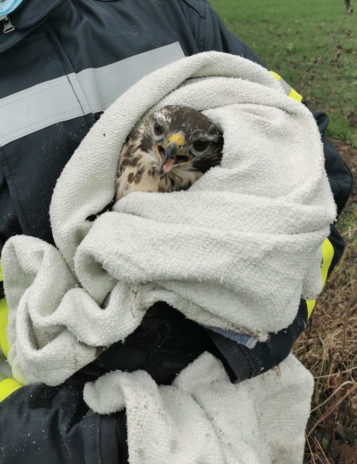 FW Kamen: Feuerwehr Kamen rettet Bussard an Weihnachten das Leben