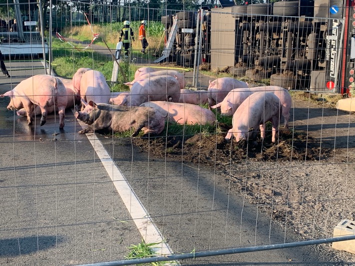 FW-ROW: Schweinetransporter verunglückt auf Kreisstraße 139 - Feuerwehr rettet Großteil der Schweine