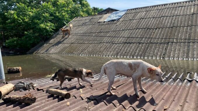 Hunde auf Dach wegen Überflutung