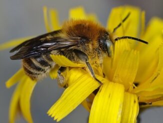 ++ Ökotipp: Wildbienen: Weniger tun, mehr lassen – So gelingt der bienenfreundliche ...