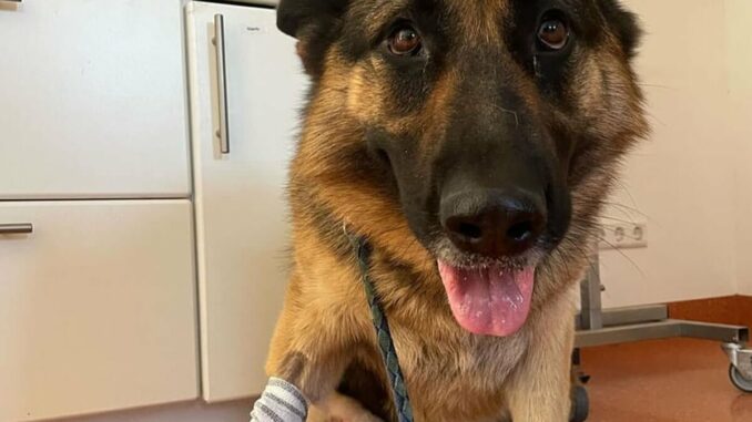 Schäferhündin „Ronja” vom Traktor überfahren