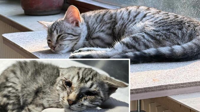 Katze Lucy von der Straße gerettet
