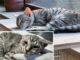 Katze Lucy von der Straße gerettet