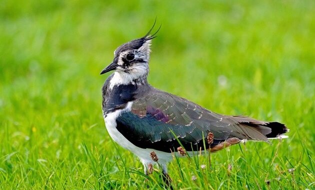 ++ Kiebitz-Population am Grünen Band verdoppelt sich – BUND-Erfolg für Vogel des ...