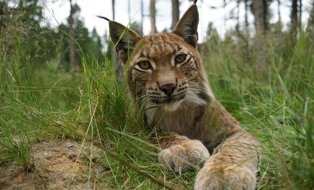 WWF zum Tag des Luchses: Pinselohren brauchen Sprunghilfe