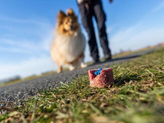 Eine Person mit Hund an der Leine laeuft auf einen Giftkoeder zu.