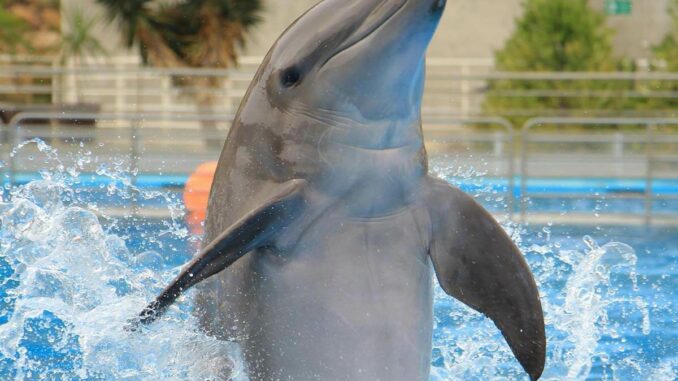 Delfin schwimmt aufrecht durch ein Wasserbecken.