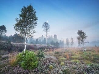 ++ Trockenheit und Hitzewellen bedrohen Klimaschützer Moore | #Trockenheit ++