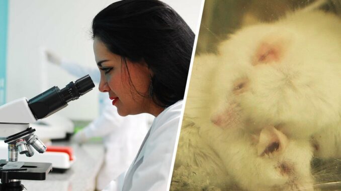 Ausstieg aus Tierversuchen: PETA und andere Organisationen geben EU-Kommission Empfehlungen