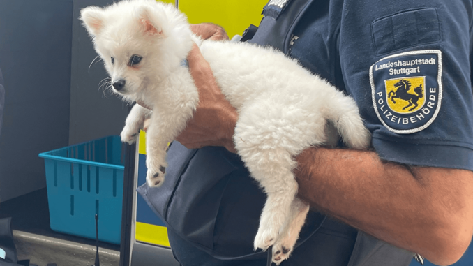 PETA deckt illegalen Handel mit Pomeranian-Welpen auf