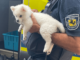 PETA deckt illegalen Handel mit Pomeranian-Welpen auf