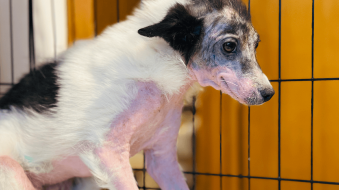 Welpe in Lebensgefahr: PETA rettet rumänische Hündin Carla