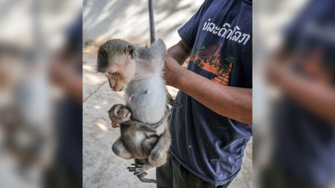 Erfolg: PETA stoppt Pläne für riesiges Affengefängnis