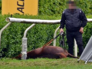 Grausame Bilder: Pferd stürzt auf Düsseldorfer Rennbahn und wird getötet