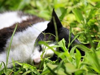 Ranking der deutschen Katzenschutzverordnungen 2024: Die Top 5 und Flop 5 der zuständigen Länder, Städte und Gemeinden