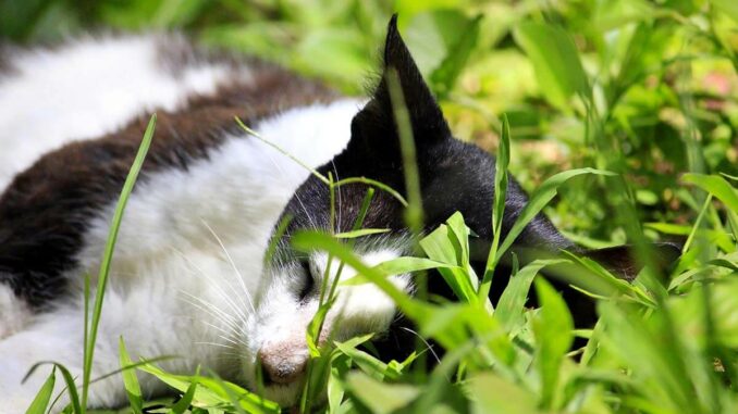 Ranking der deutschen Katzenschutzverordnungen 2024: Die Top 5 und Flop 5 der zuständigen Länder, Städte und Gemeinden
