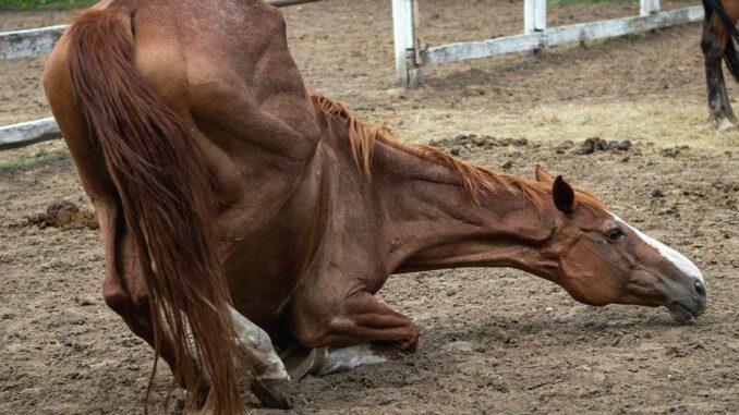 Ein duerres Pferd liegt auf seinen Vorderhufen auf dem Boden.