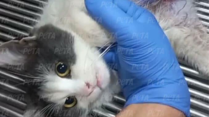 PETAs Tierklinik in der Ukraine: Rettung für Tiere im Krieg