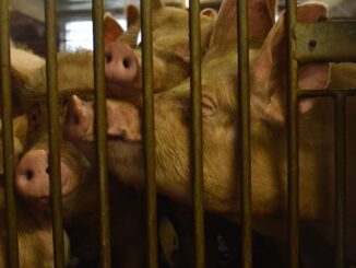 Schweinezucht: Samara Eckardt deckt Missstände auf